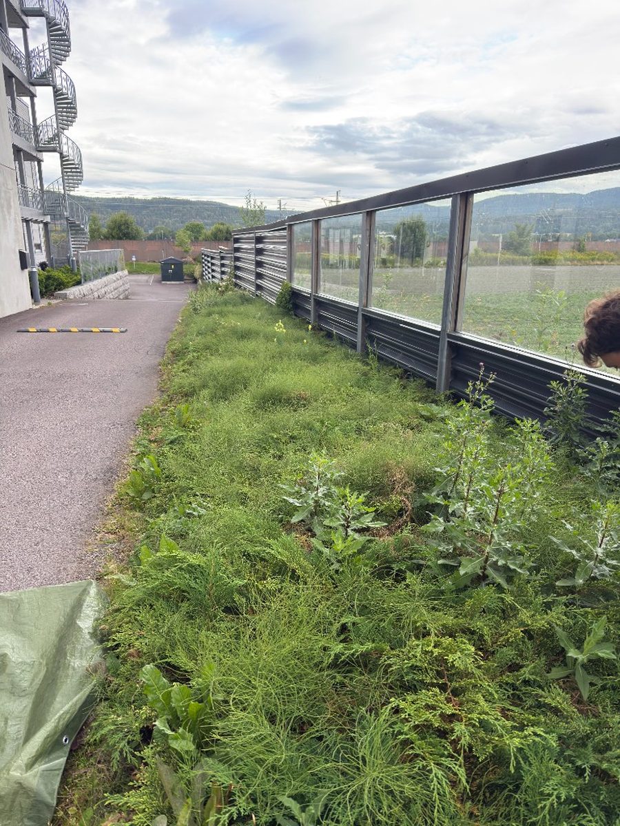Før: overgrodd rabatt med ugress langs gjerde